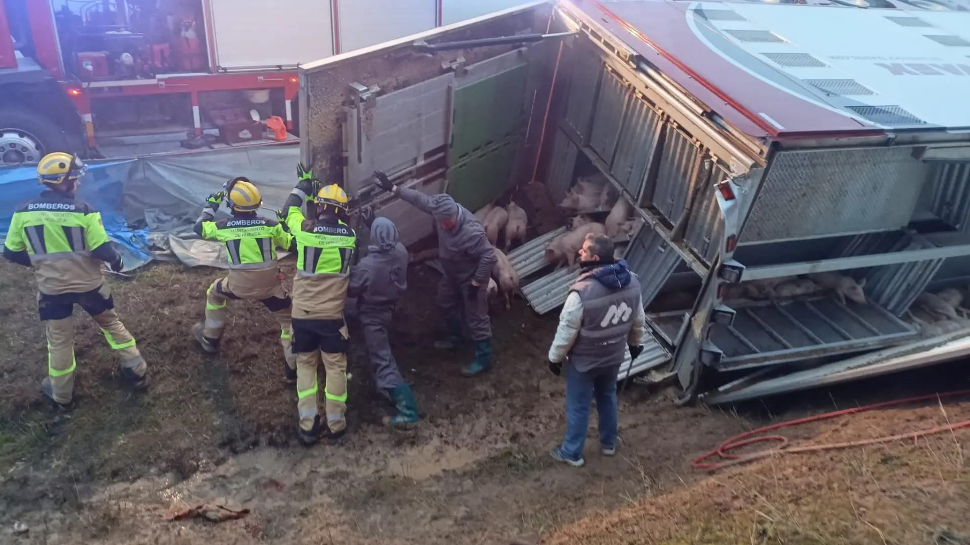 Herido leve el conductor de un camión de lechones tras volcar en la