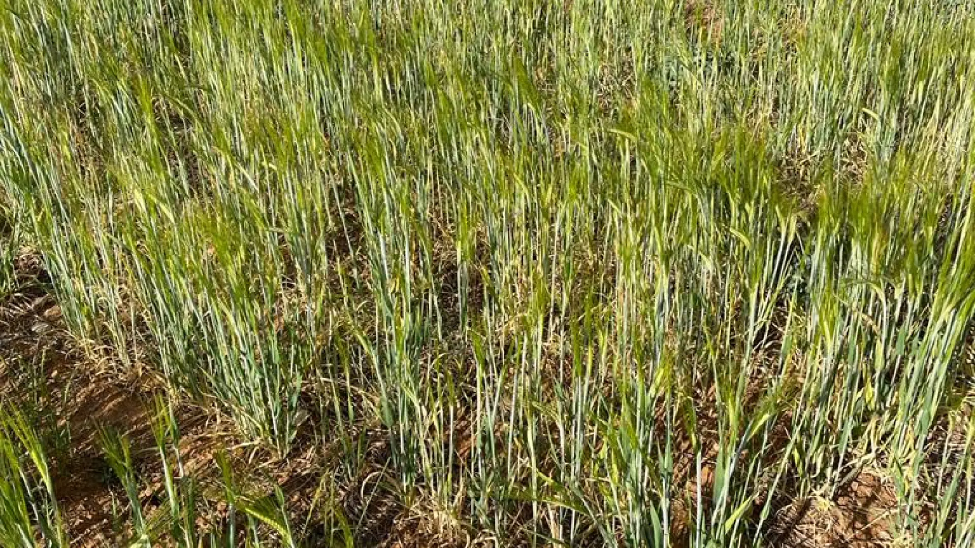 Tormentas Pedrisco Y Heladas Causan Da Os En Los Cultivos En Arag N Y