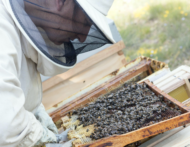 Azpe García con sus abejas en Artosilla