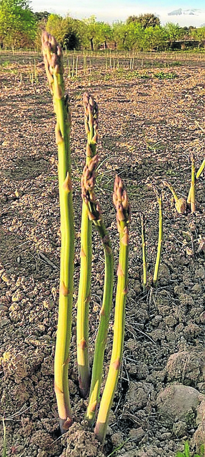 Plantación de espárrago verde.