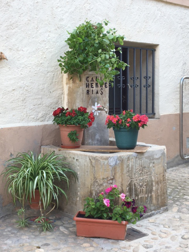 La Sotonera se viste de flores y plantas