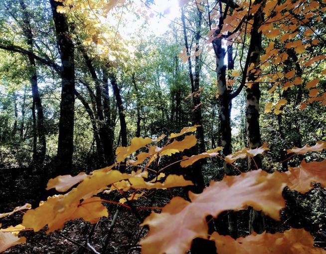 Bosque de Banastón.
