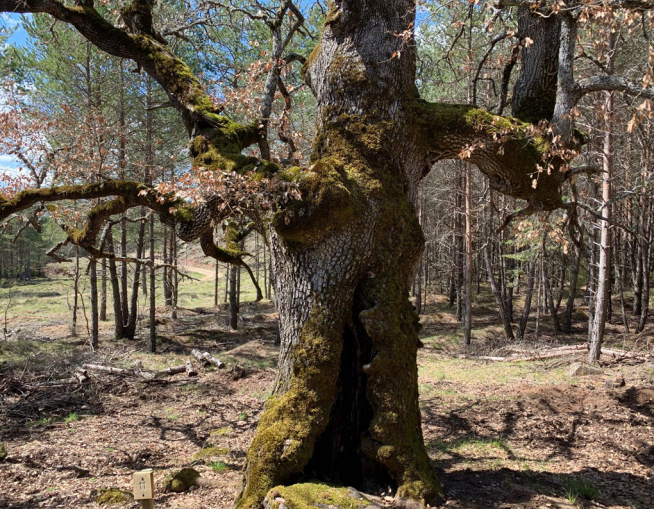 Robledal en Guara.