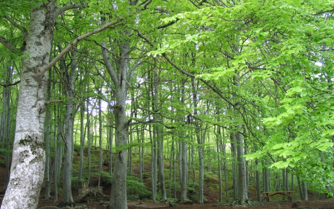 Parque Natural del Moncayo