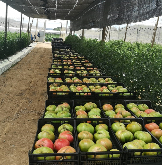 Se prevé que la campaña de Tomate Rosa de Terra Agronómica supere los 800.000 kilos
