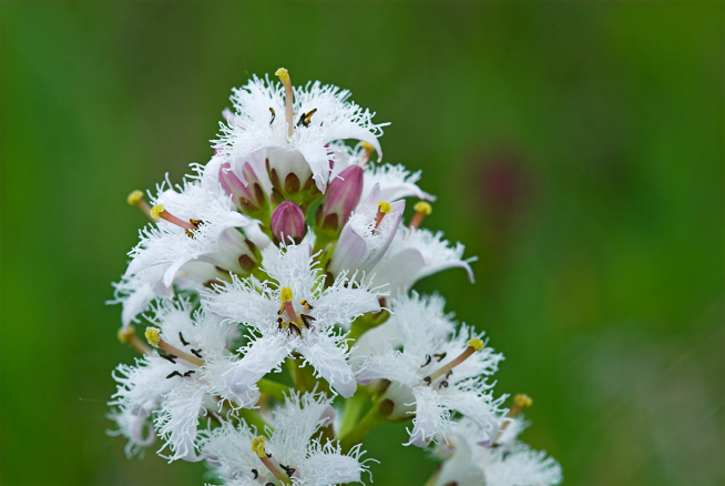Exposición ‘Vivir en las alturas: Flora y fauna del Pirineo aragonés’. Menyanthes trifoliata