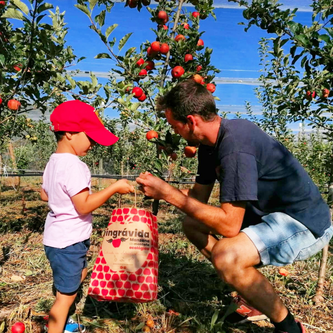 Manzanas de la empresa altoaragonesa Ingrávida