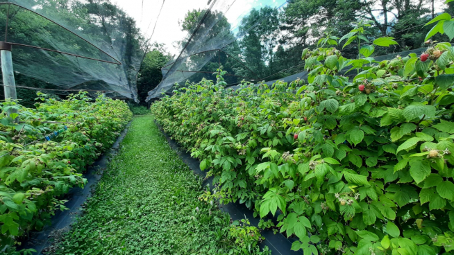 Plantaciones de Valle de Pineta Berries
