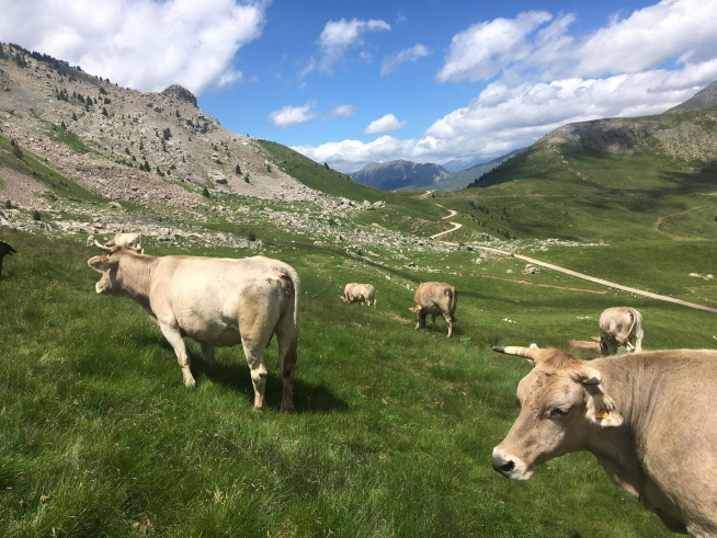 Vacas de Chistau Natural
