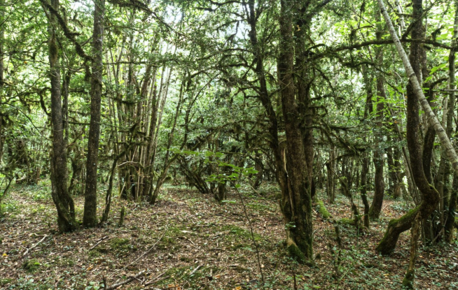 Bojeda de Oto.