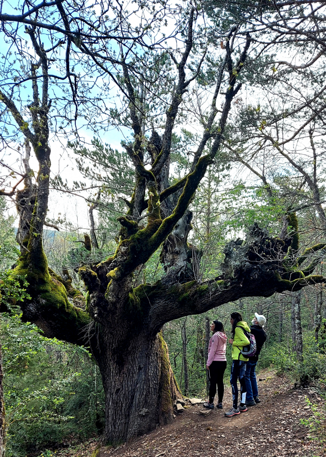 El roble o quejigo de hoja marcescente en el camino desde Lárrede