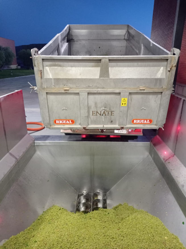 Primer remolque de uva chardonnay de esta campaña de vendimia en el Somontano.