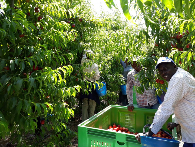 Temporeros del Bajo Cinca en plena recogida de fruta.