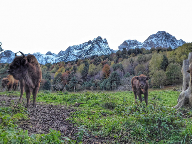 Bisonte europeo.