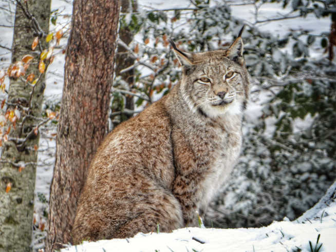 Lince Boreal.