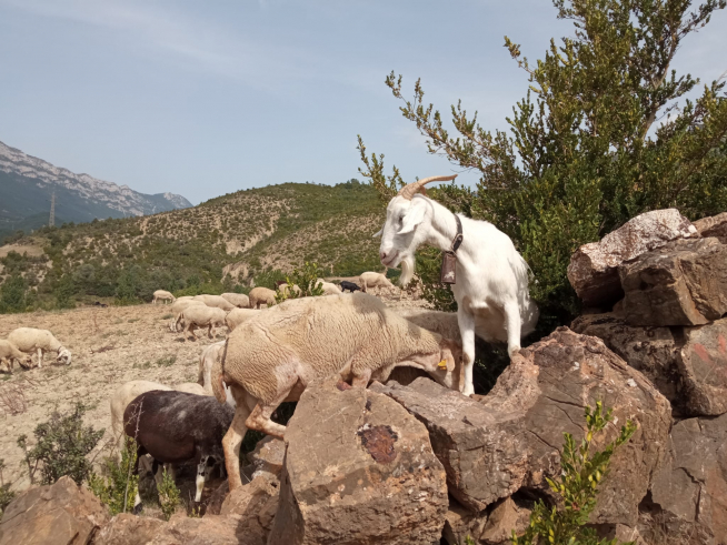 Ángel cuida un rebaño de 200 ovejas y cabras por lugares cercanos a Campo.