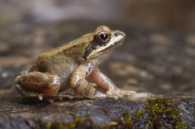Imagen de la muestra 'Vivir la fauna en el Pirineo Altoaragonés'
