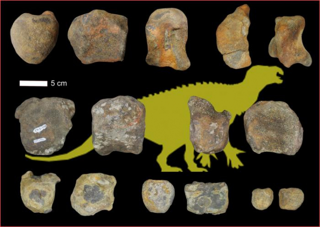 Varios centros vertebrales de dinosaurios ornitópodos de El Castellar (Teruel).