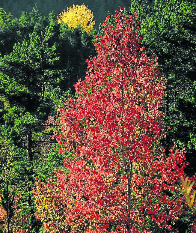 Álamo temblón, árbol de fronda perteneciente a la familia de las salicáceas.