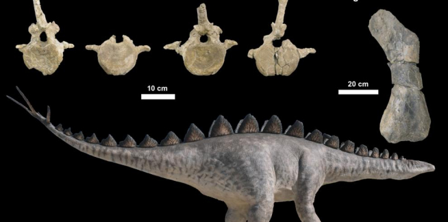 Fósiles de estegosaurios hallados en El Castellar y Riodeva (Teruel, España) junto a la reconstrucción del Dacentrurus exhibido en Dinópolis.