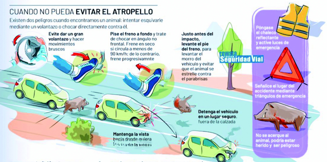 La irrupción de animales en la calzada provoca un siniestro de tráfico cada  8 horas - Faro de Vigo