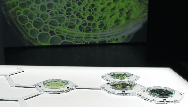 El BioLabMatrix es como una materioteca de biomateriales.