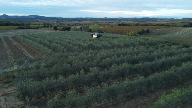Panorámica de la explotación de olivos en Salas Altas.