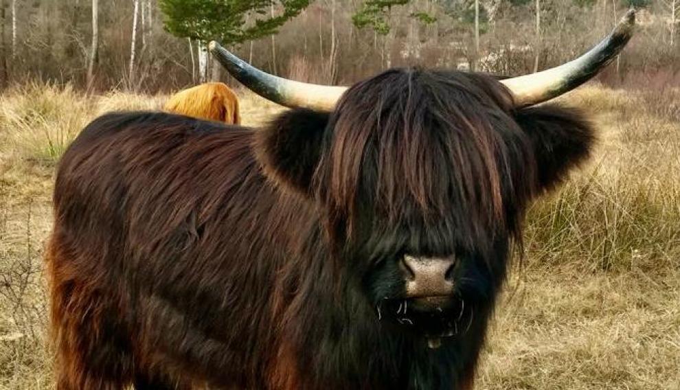 Esta especie de vaca se caracteriza por sus potentes cuernos y un flequillo que cubre parcialmente sus ojos.