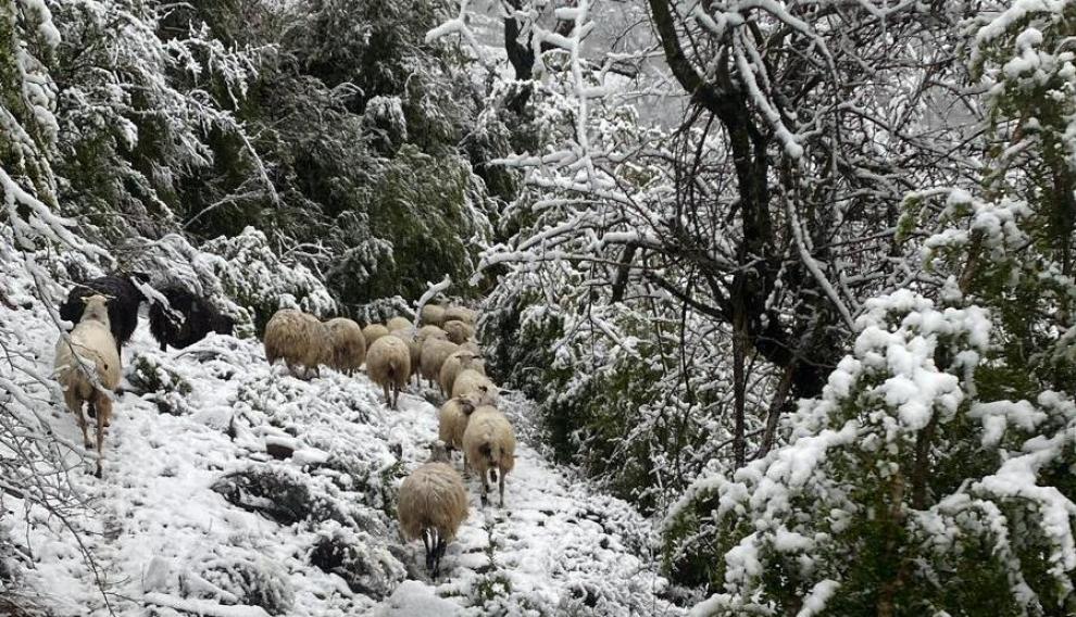 Un rebaño de ovejas en Broto, camino de la cuadra para cobijarse del frío y la nieve