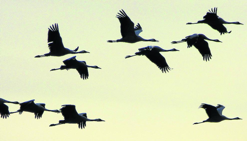 Vuelo de las grullas