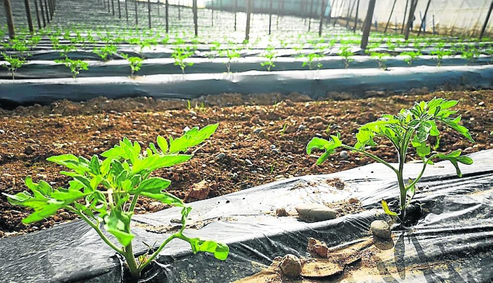 Invernadero de la empresa Terra Agronómica, que será el mayor productor de Aragón de Tomate Rosa de Barbastro.
