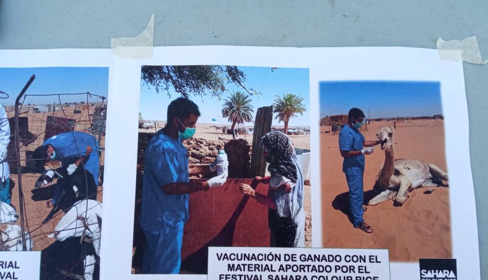 Gracias al festival se llevó a cabo una vacunación de ganado.