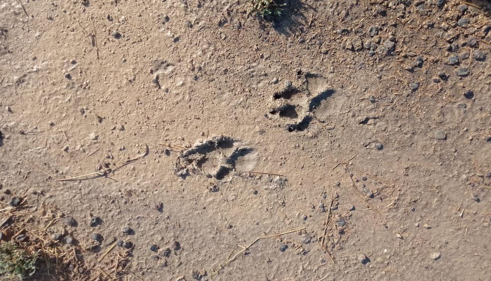 La huellas que los animales han dejado en la explotación llevan al ganadero a concluir que se trata de un lobo.