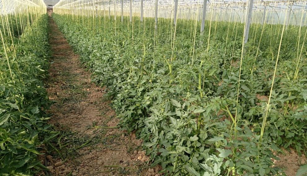 Plantaciones de Tomate Rosa en Barbastro, este martes.