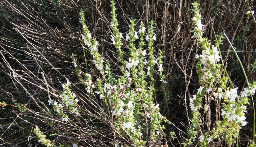El romero es una de las plantas que se utiliza en aromaterapia.