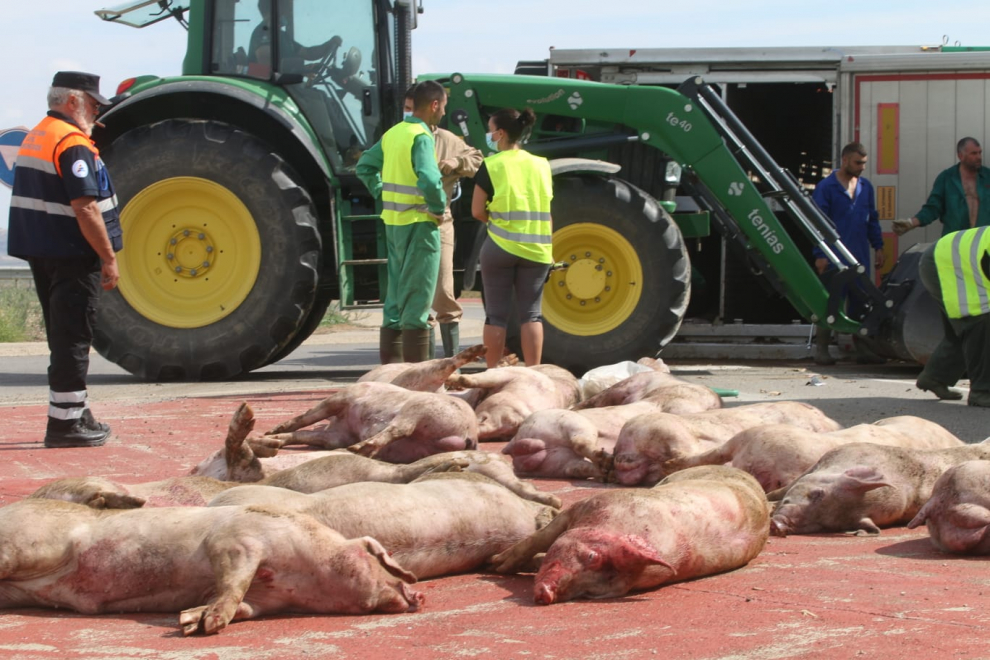 Un camión cargado con cerdos ha volcado en una rotonda de Grañén.