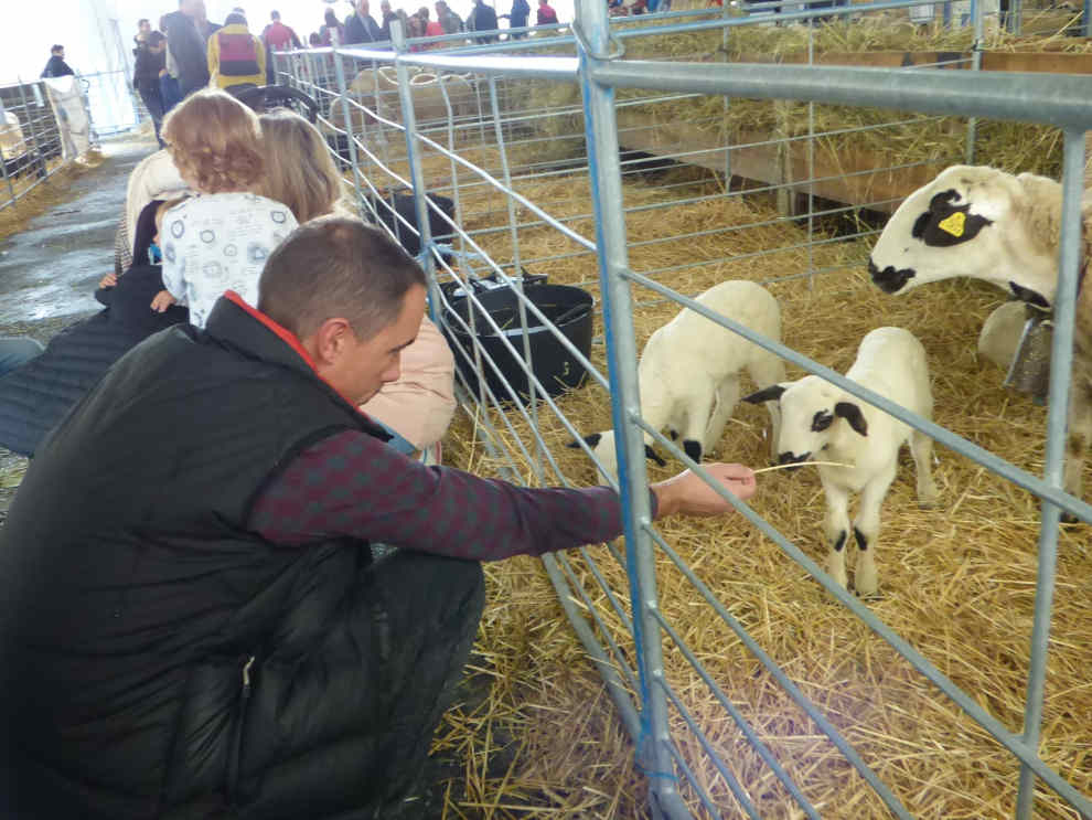 Exposicion de ovino en la feria de Biescas.