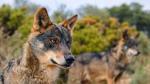 El PP de Huesca se suma al malestar de los ganaderos por la inclusión del lobo como especie protegida