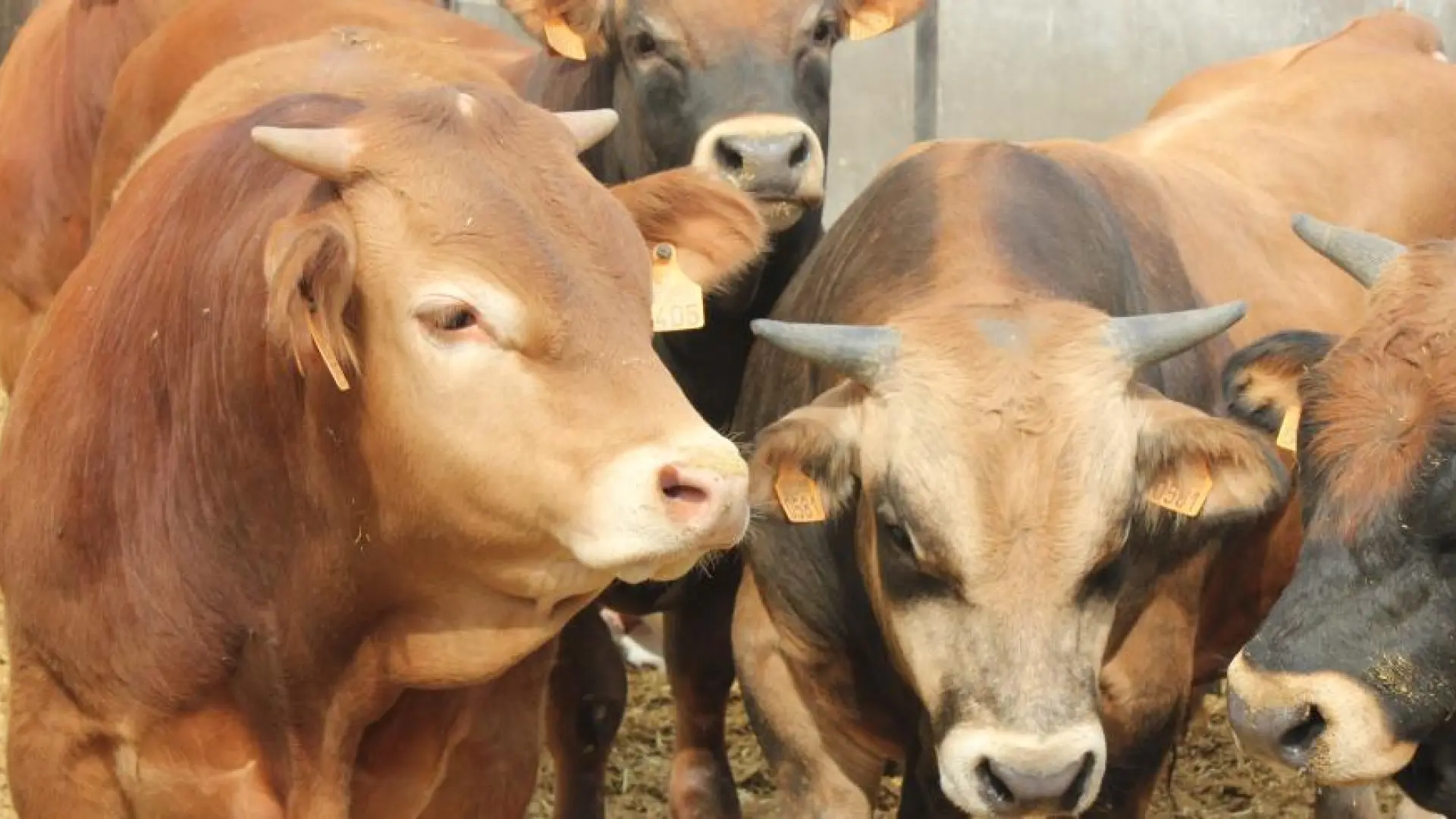 Más de 800 explotaciones de vacuno, bajo restricciones tras el foco de dermatosis nodular