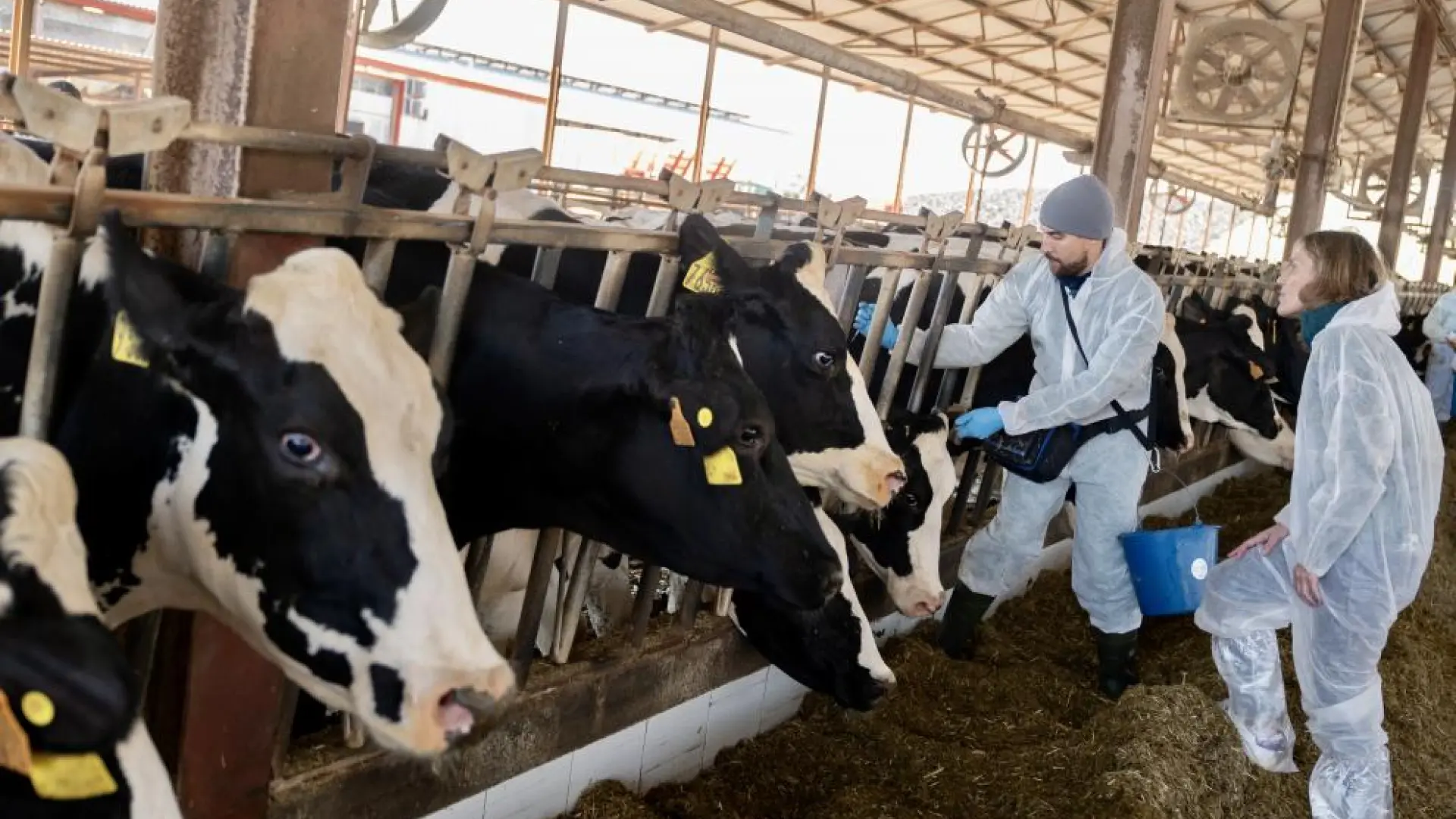 España valora que la UE levante parte de las restricciones de la dermatosis