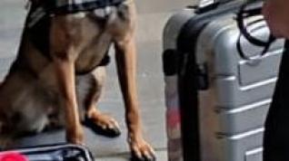 La perra “Lua” olisqueando el equipaje de los pasajeros durante el control de la Policía Nacional.