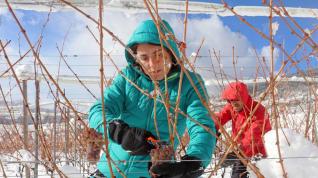 Pilar y Ernest este invierno en la primera vendimia del vino del hielo.
