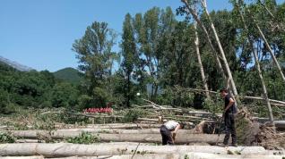 se han iniciado las tareas de talar entre 15 y 20 árboles caídos
