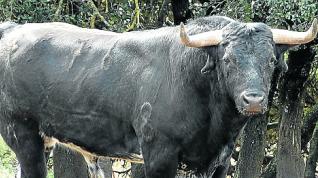 Toros de la ganadería de Los Maños.