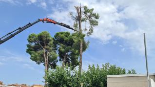 Técnicos del ayuntamiento realizan la tala de árboles en la zona del CDM El Segalar.