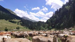 Vacas este verano en el Valle de Estós, en Benasque.