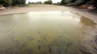 Peces muertos en la alberca de Cortés, desembalsada para obras de mantenimiento.