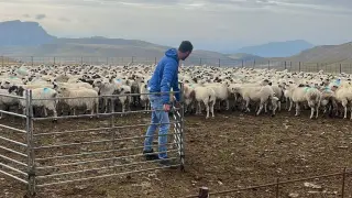 Rubén Allué, un ganadero de Fiscal, que junto al tutor Ernesto Ferrer han dejado sus ovejas en manos de un aprendiz de la escuela.