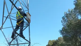 Trabajos en la línea eléctrica. murciélagos