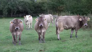 Vacas pardas de montaña pastando en campos de Biescas.